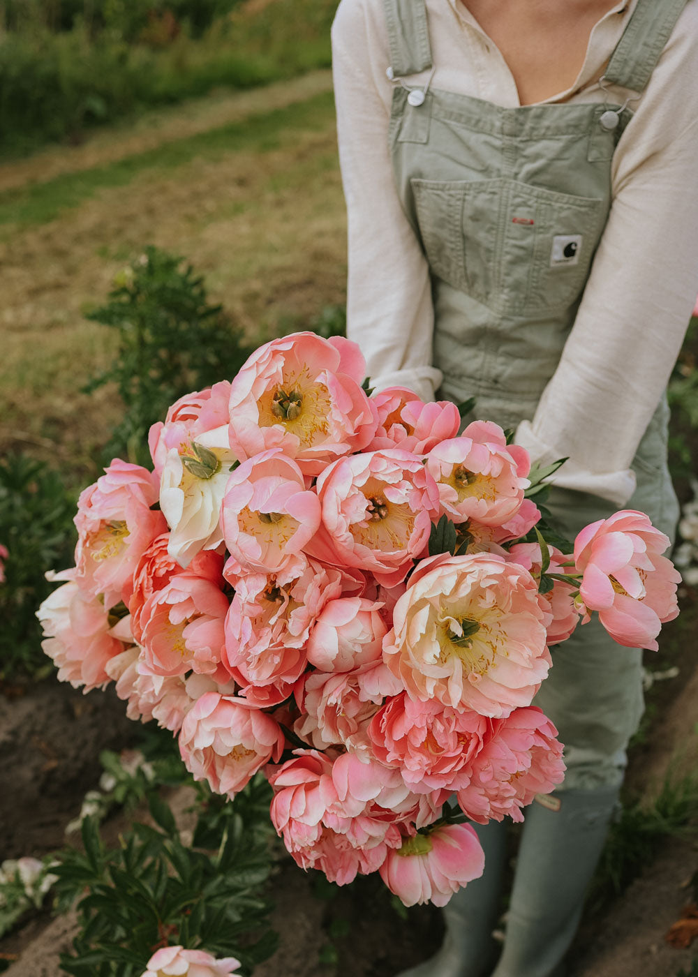 Pion - Hawaiian Coral