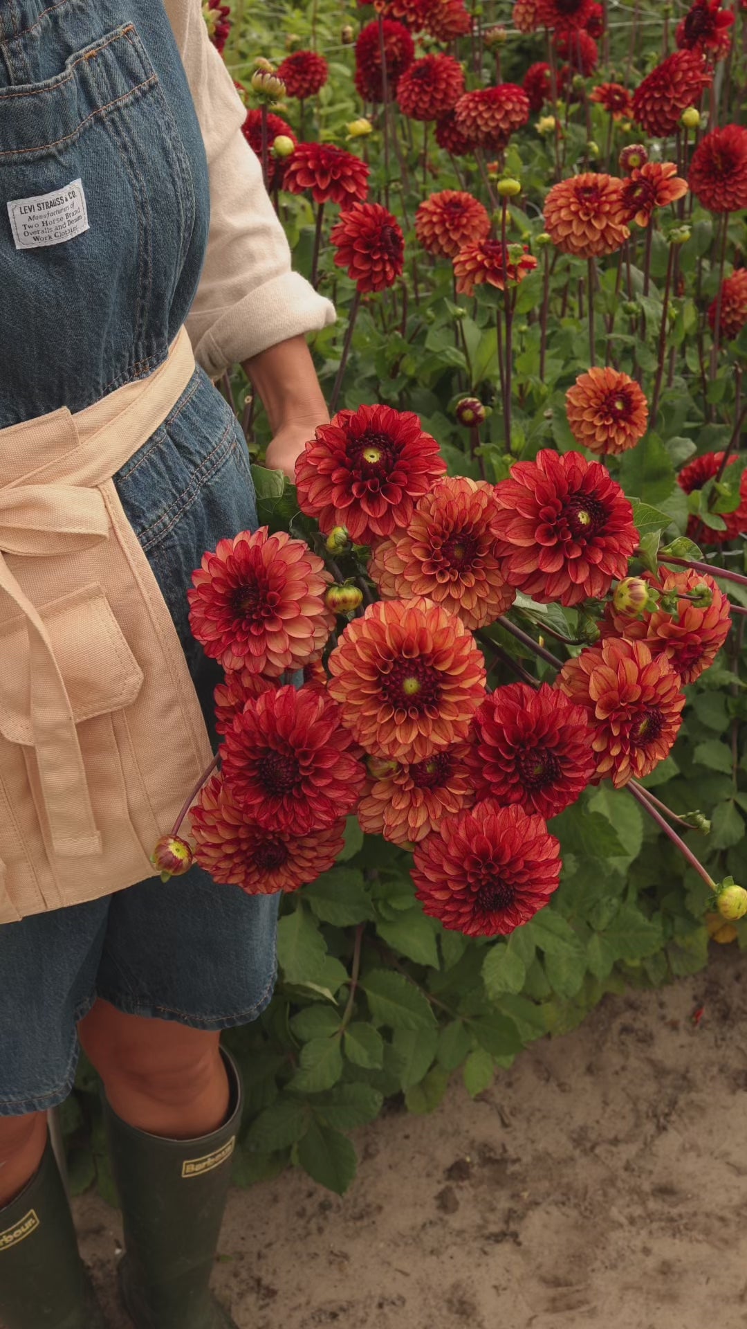 Dahlia - High Fidelity