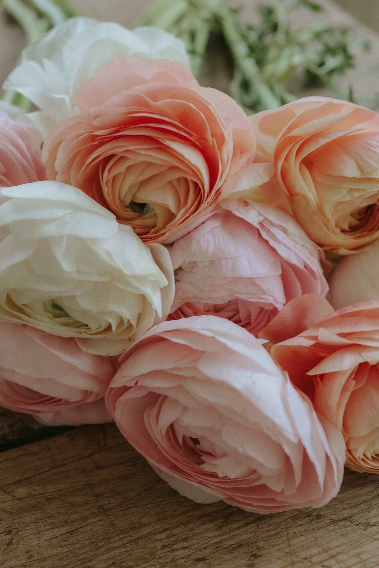 Ranunkel - Elegance Pastello Mix