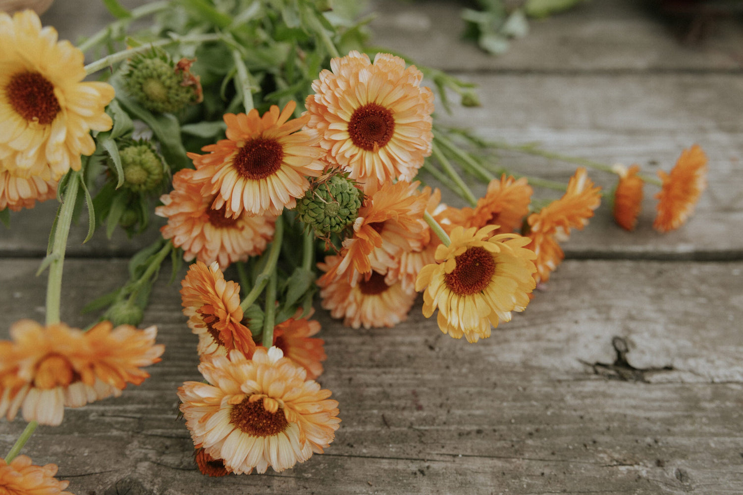 Ringblomma - Pink Surprise