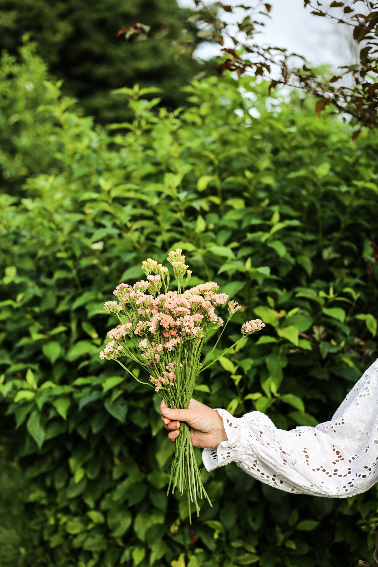 Sea Lavender - Fortune Apricot Shades