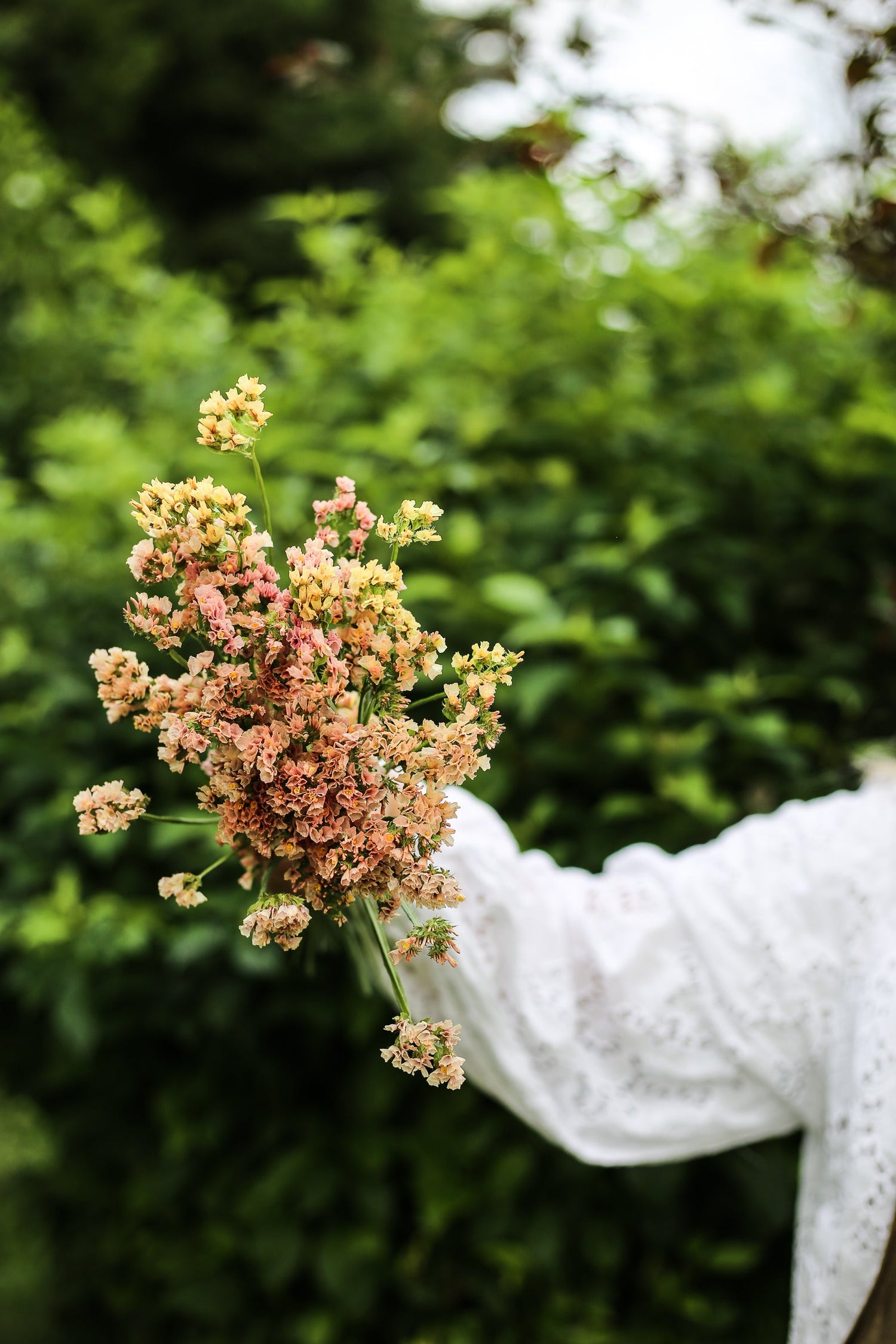 Sea Lavender - Fortune Apricot Shades
