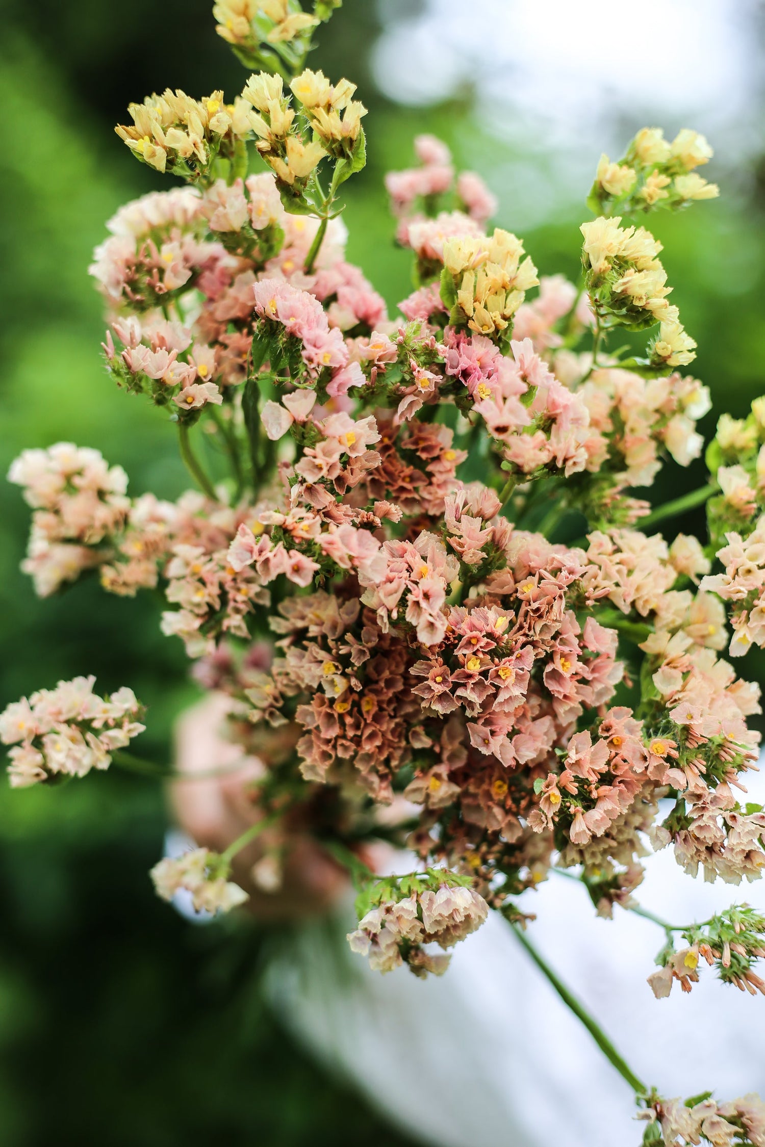 Sea Lavender - Fortune Apricot Shades