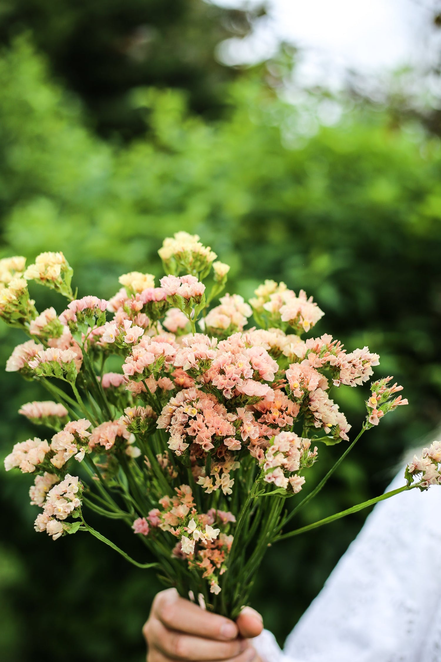 Sea Lavender - Fortune Apricot Shades