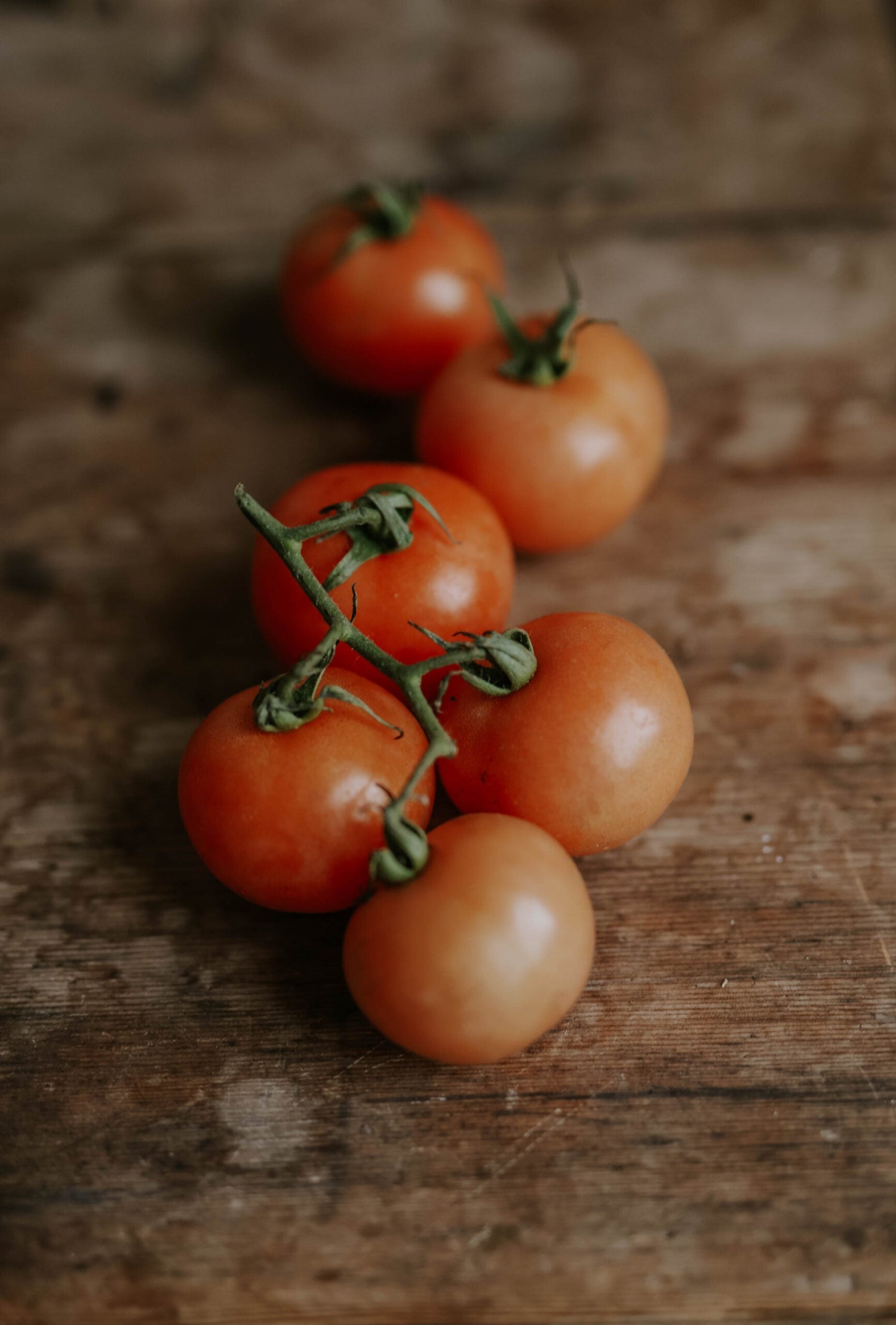 Tomate en pot - Tiny Tim