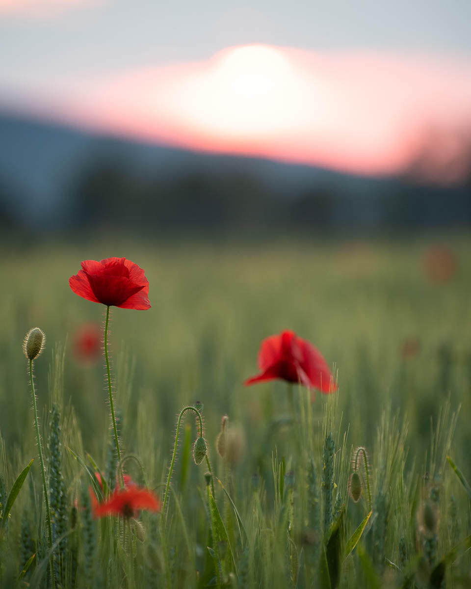 Coquelicot - Single Red, English Poppy BIO