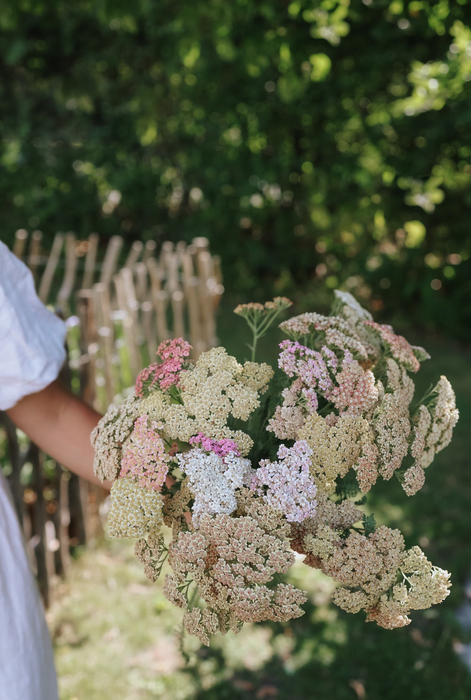 Achillée Millefeuille Bio - LA SOCIÉTÉ DES PLANTES