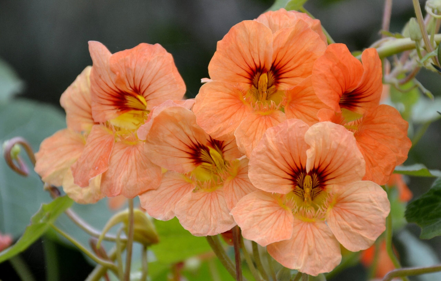 Buskkrasse - Salmon Baby