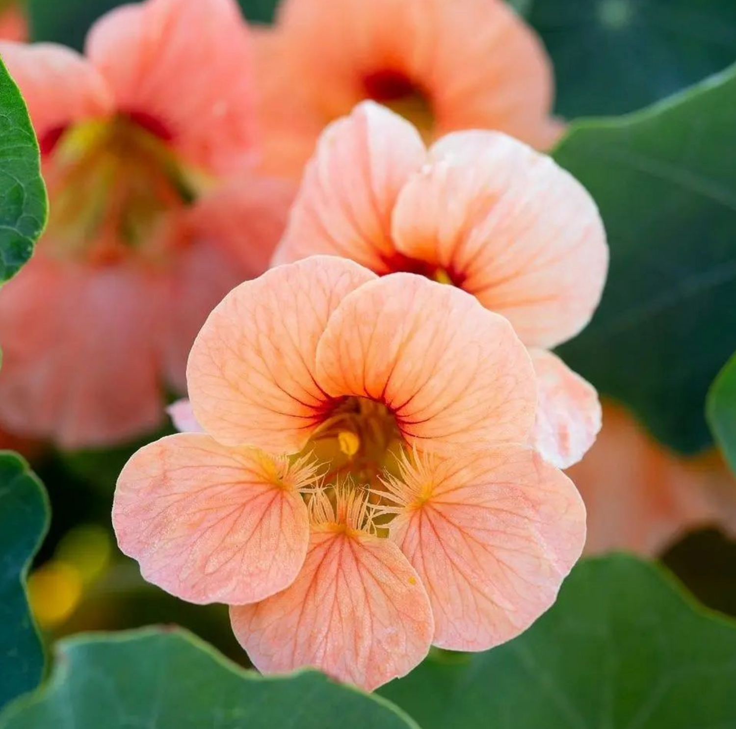 Buskkrasse - Salmon Baby