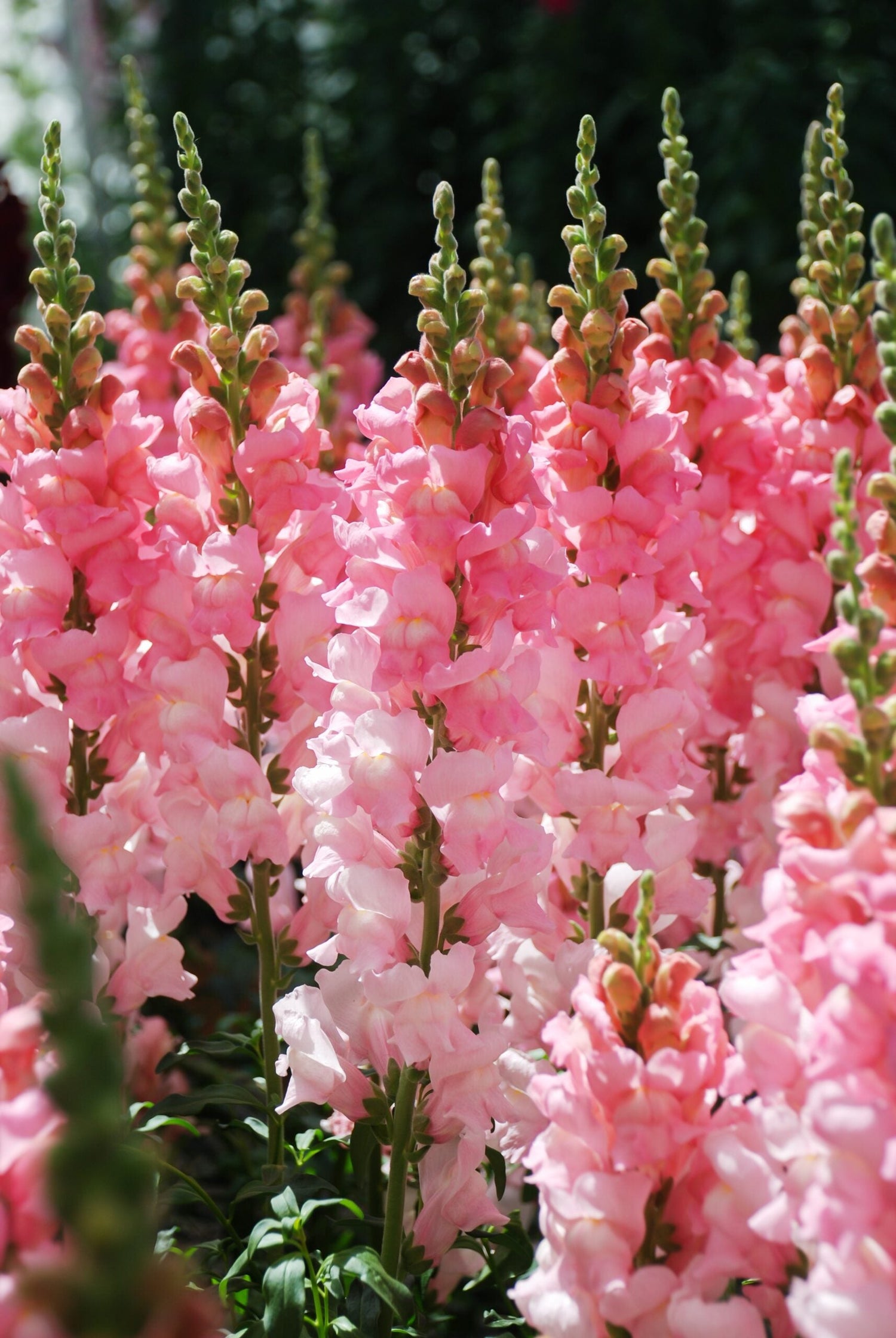 Snapdragon - The Rose