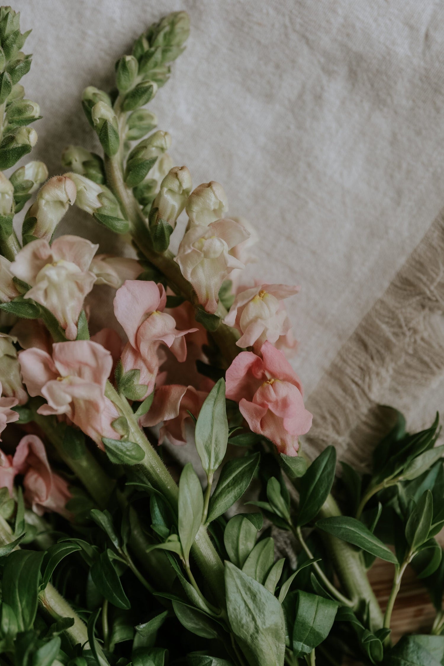 Snapdragon - The Rose