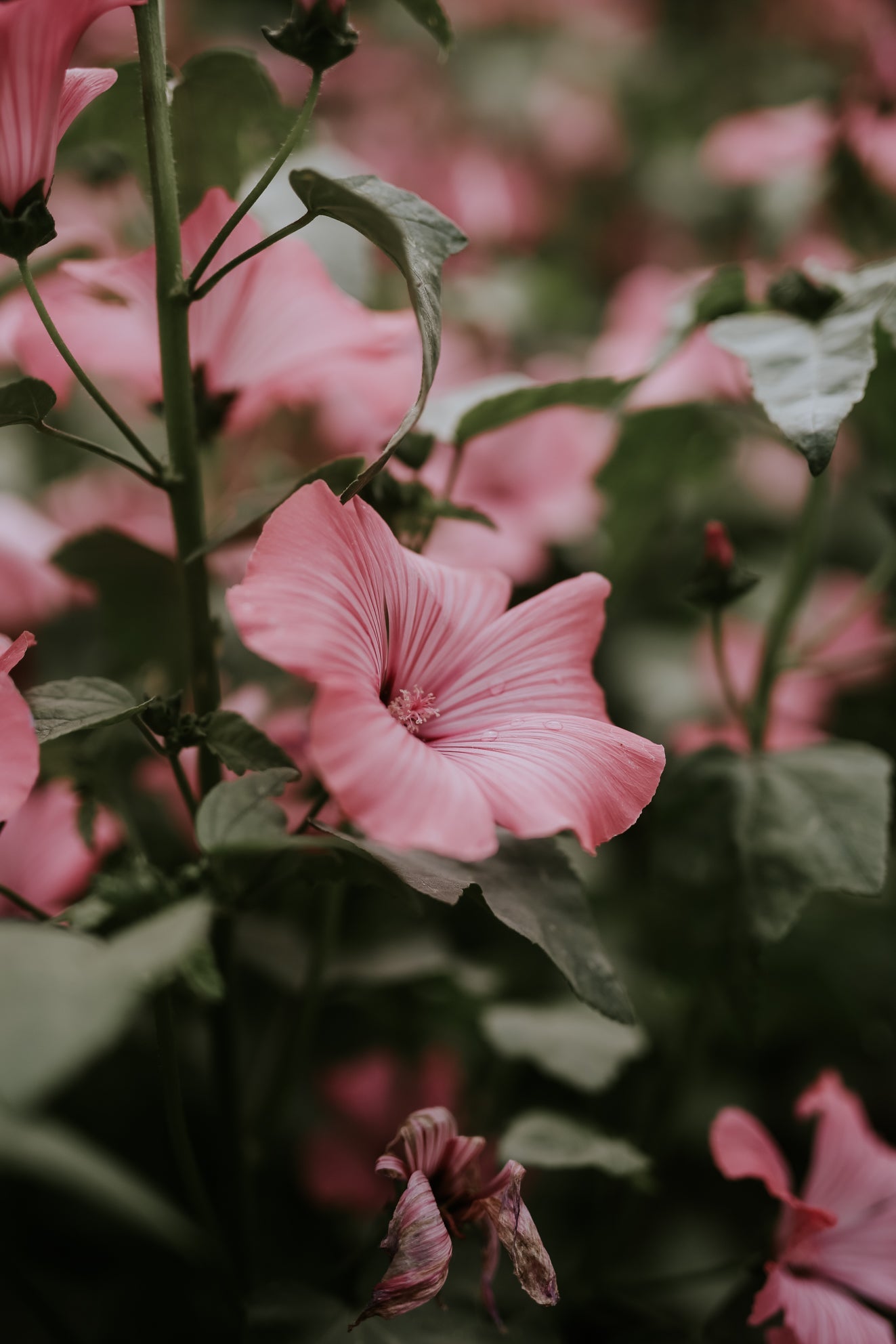 Mallow - Loveliness Rose Pink ECO