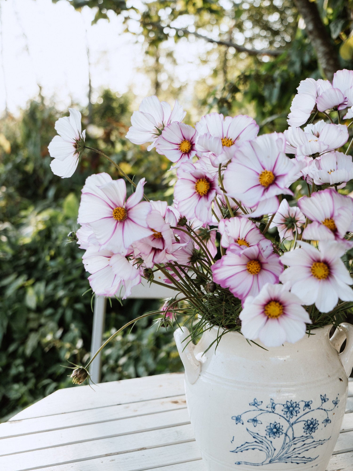 Rosenskära - Picotee