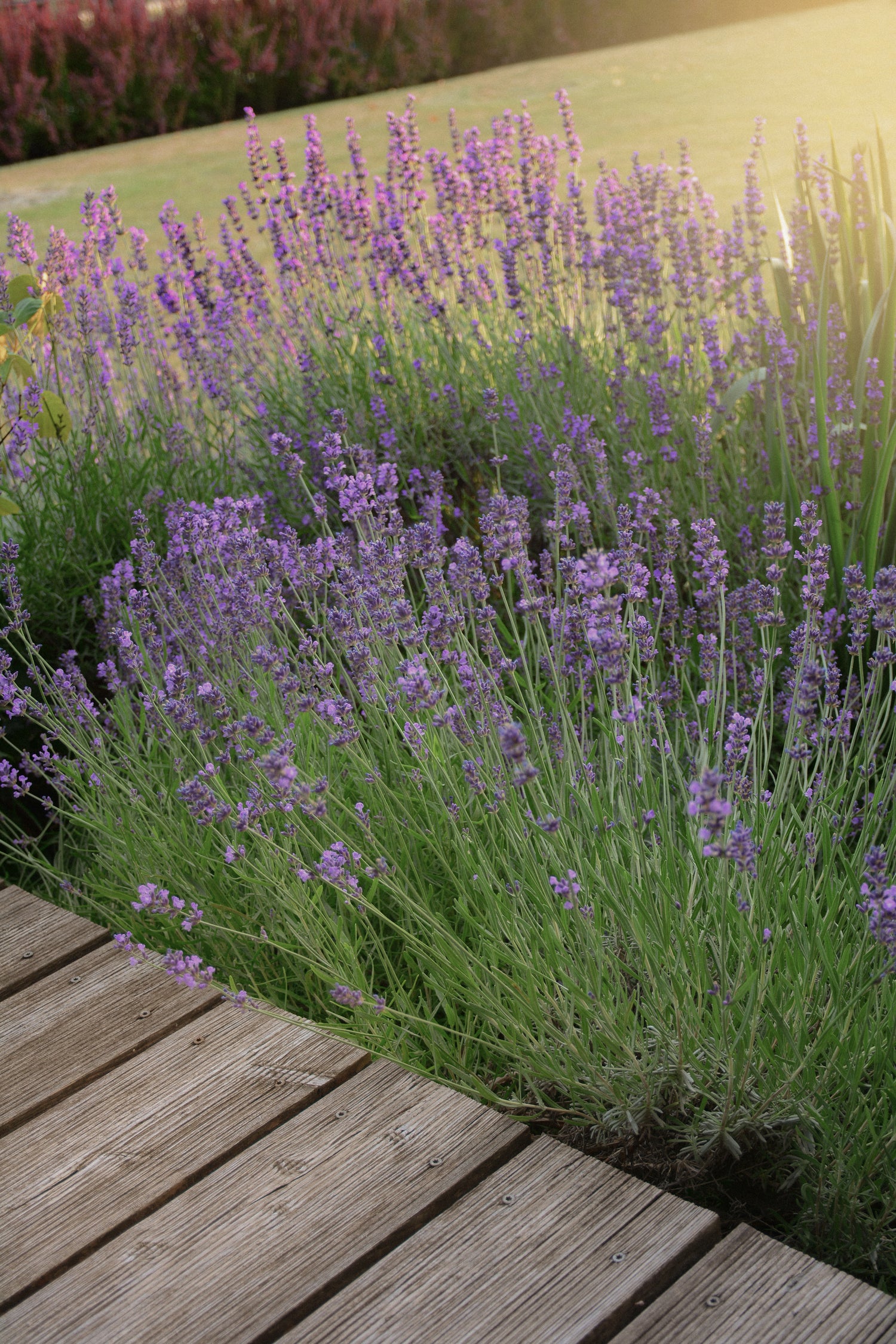 Lavender