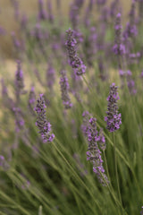 Lavendel - Lilla