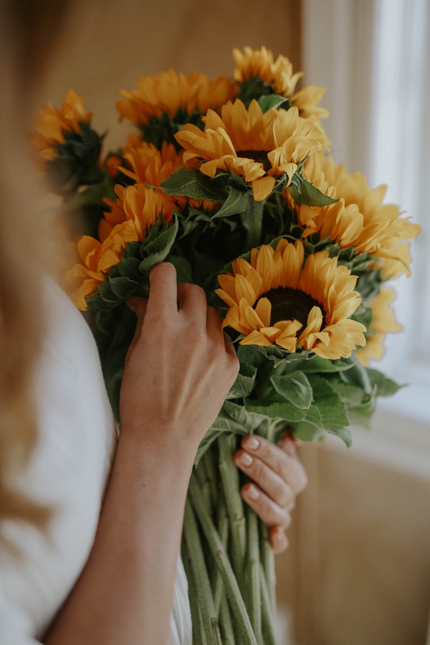 Sunflower - Sunrich Orange F1