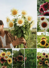 Green November - The Sunflower Bundle