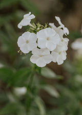 Sommarflox - White Beauty