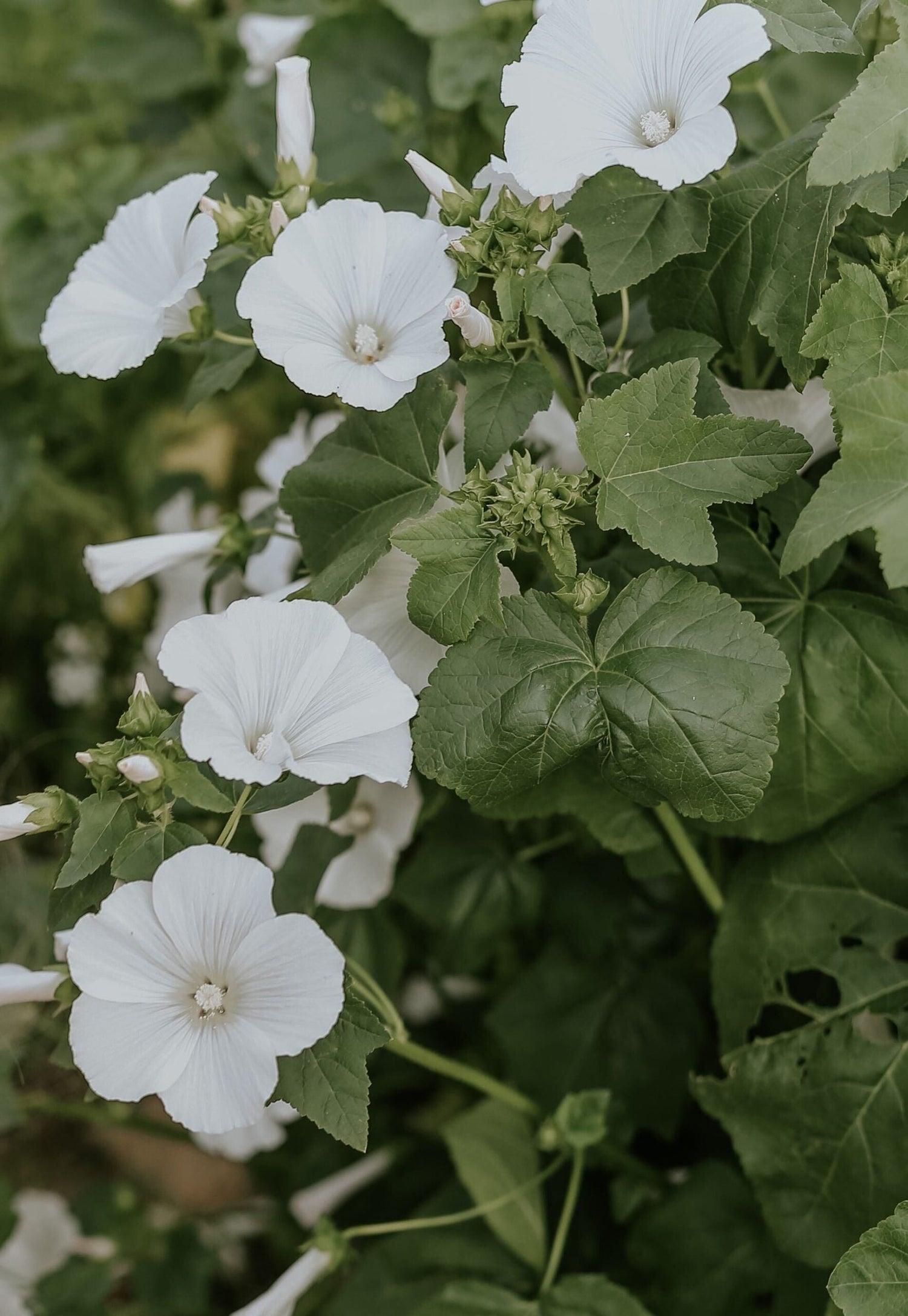 Sommarmalva - Mont Blanc