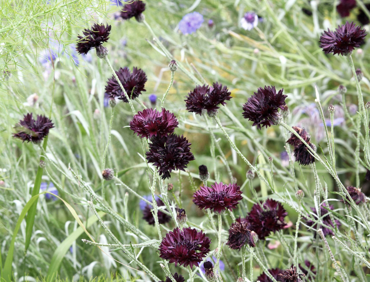 Cornflower - Black Ball