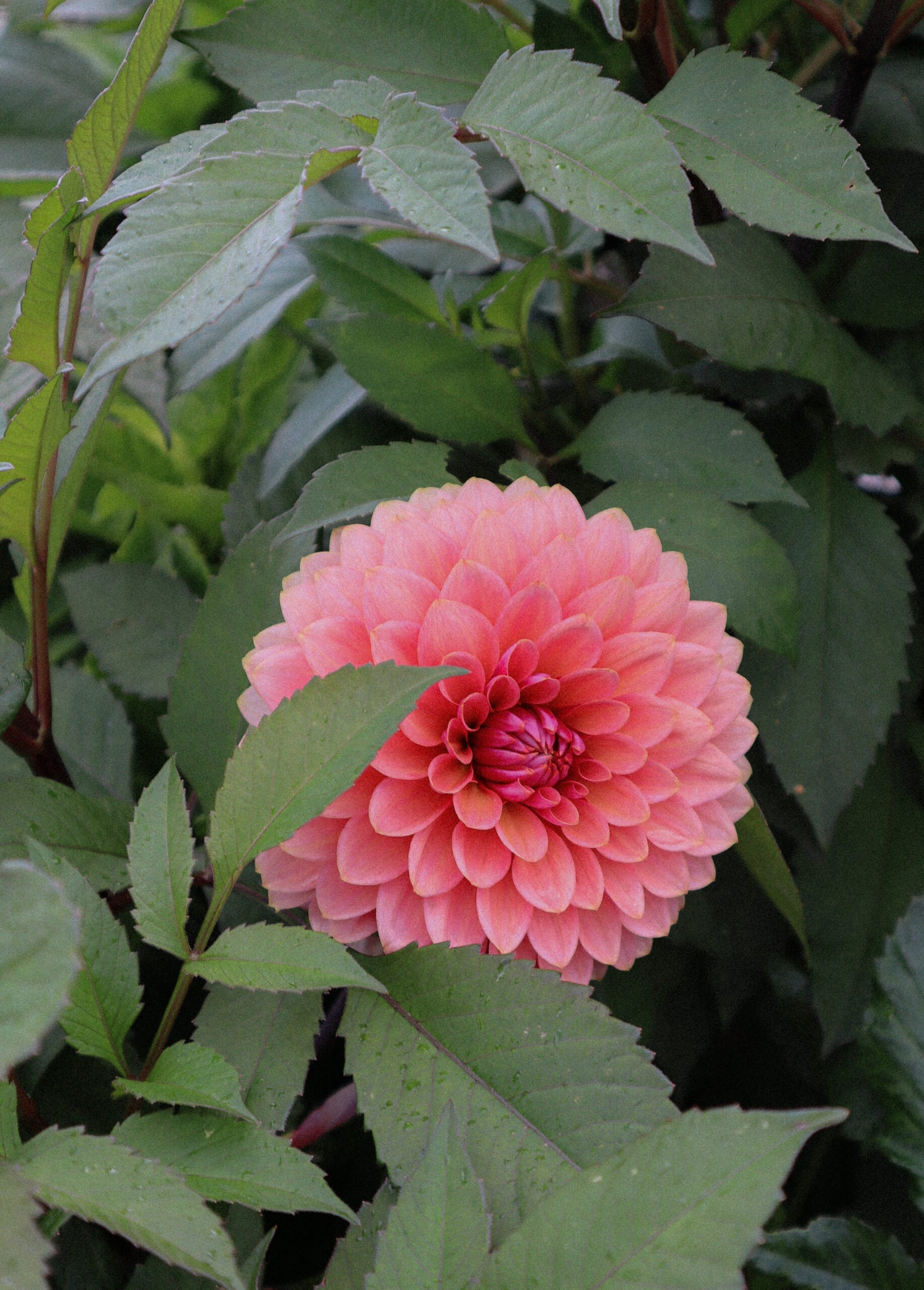 Dahlia - Sweet Sanne
