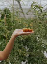Tomato - Tigerella