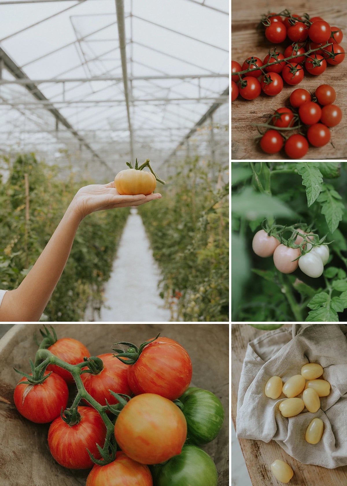 Green November - Tomatfavoriter