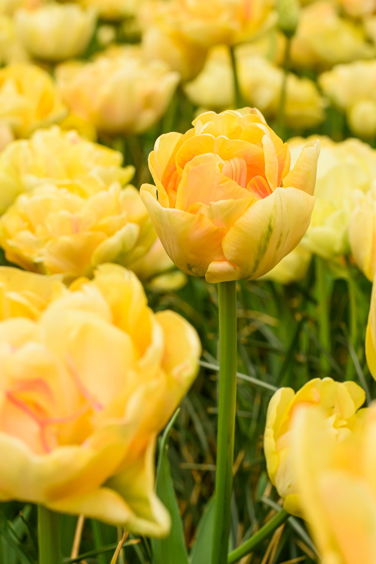 Tulpan - Charming Beauty