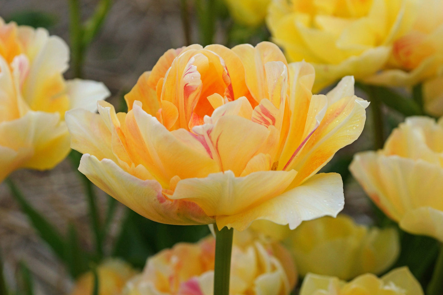 Tulip - Charming Lady