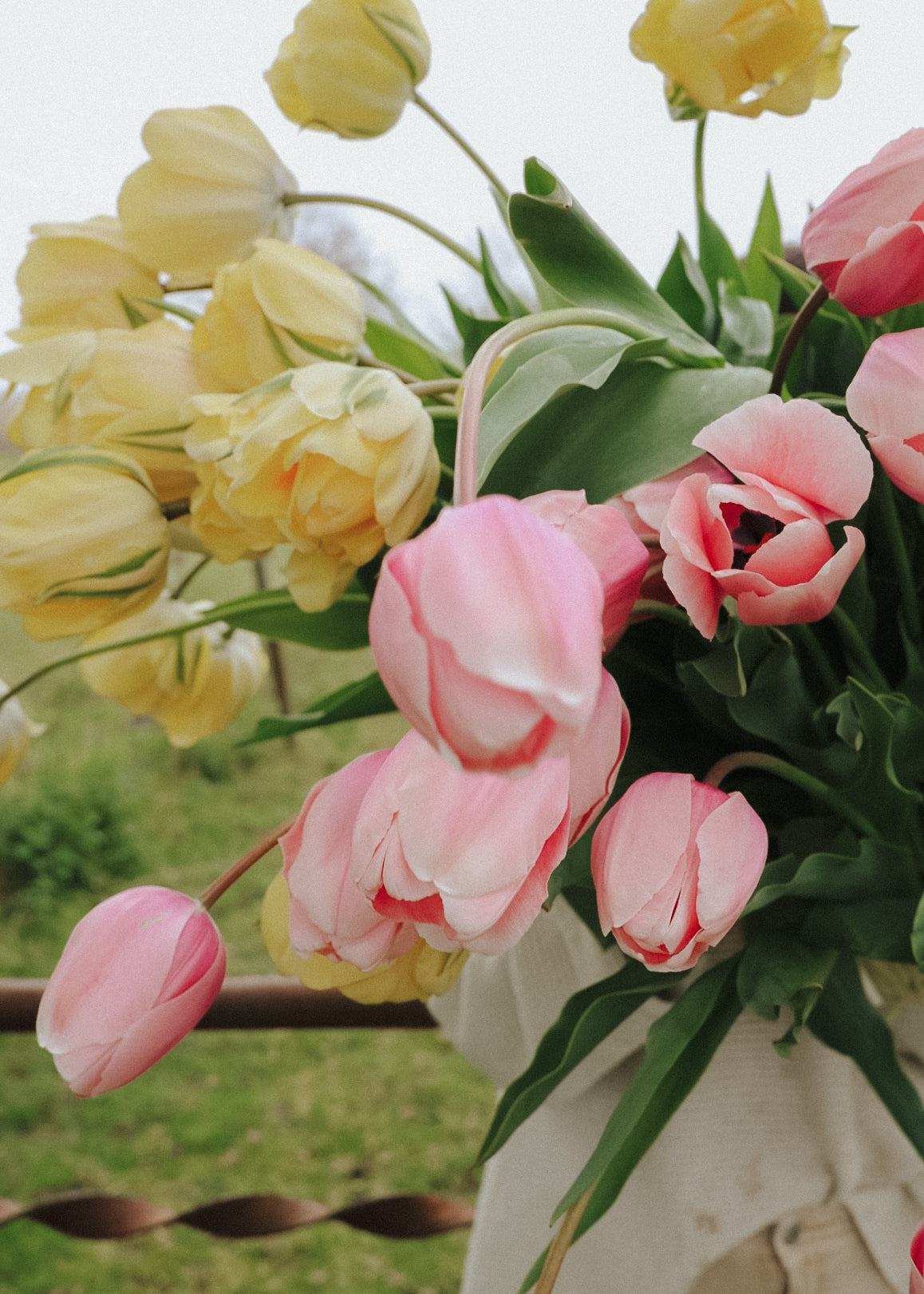 Tulpanpaket - Pastel Promise