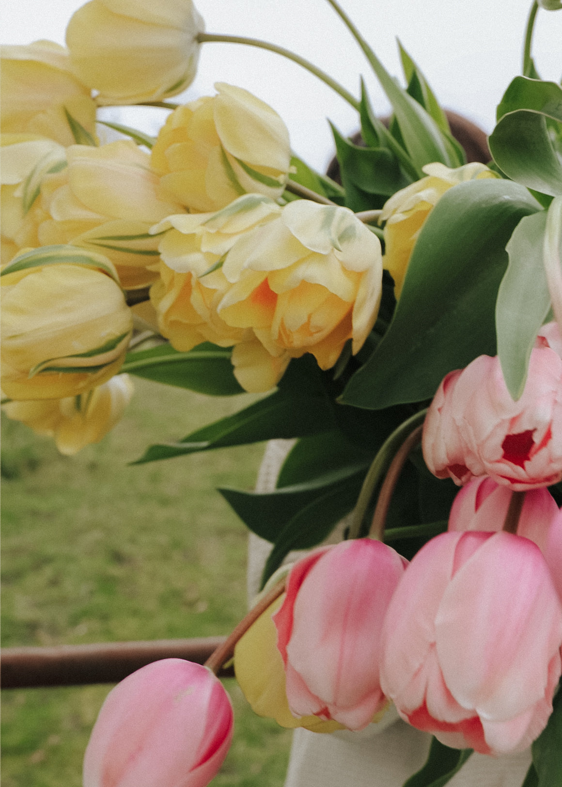 Tulpanpaket - Pastel Promise