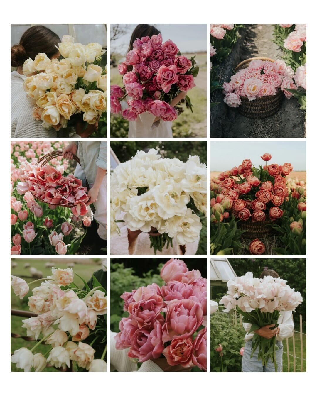 Tulpen Paket - Unsere beliebten Sorten