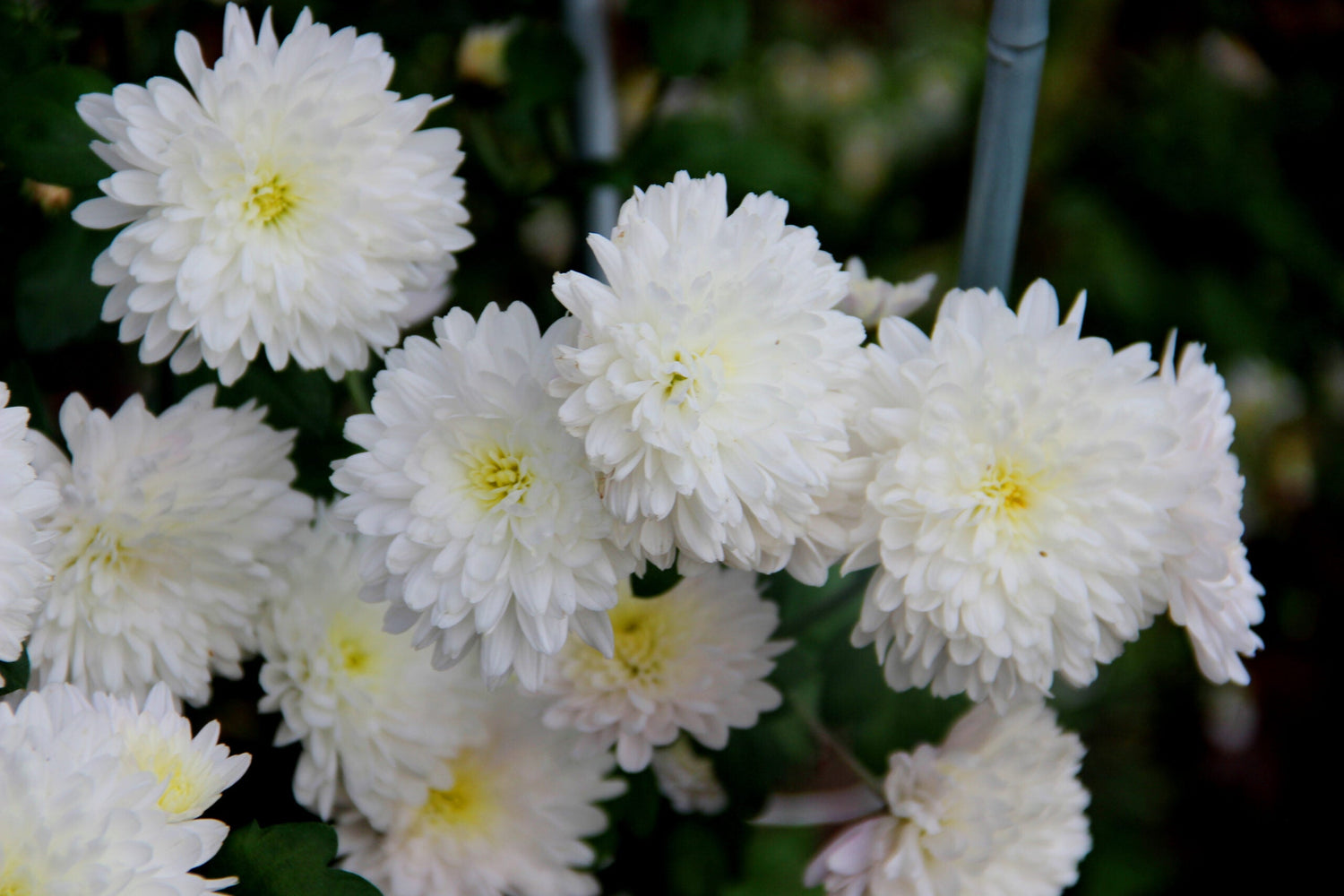 Aster - Giant Princess White