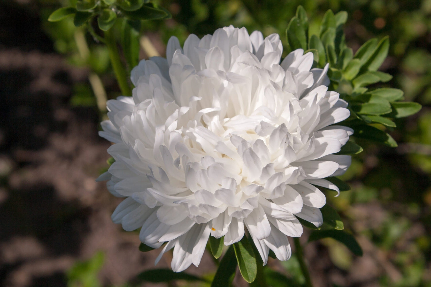 Aster - Giant Princess White