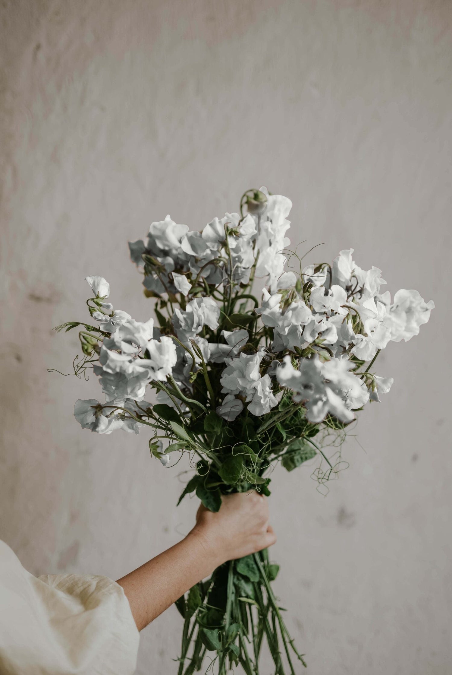 Sweet Pea - Royal Family White