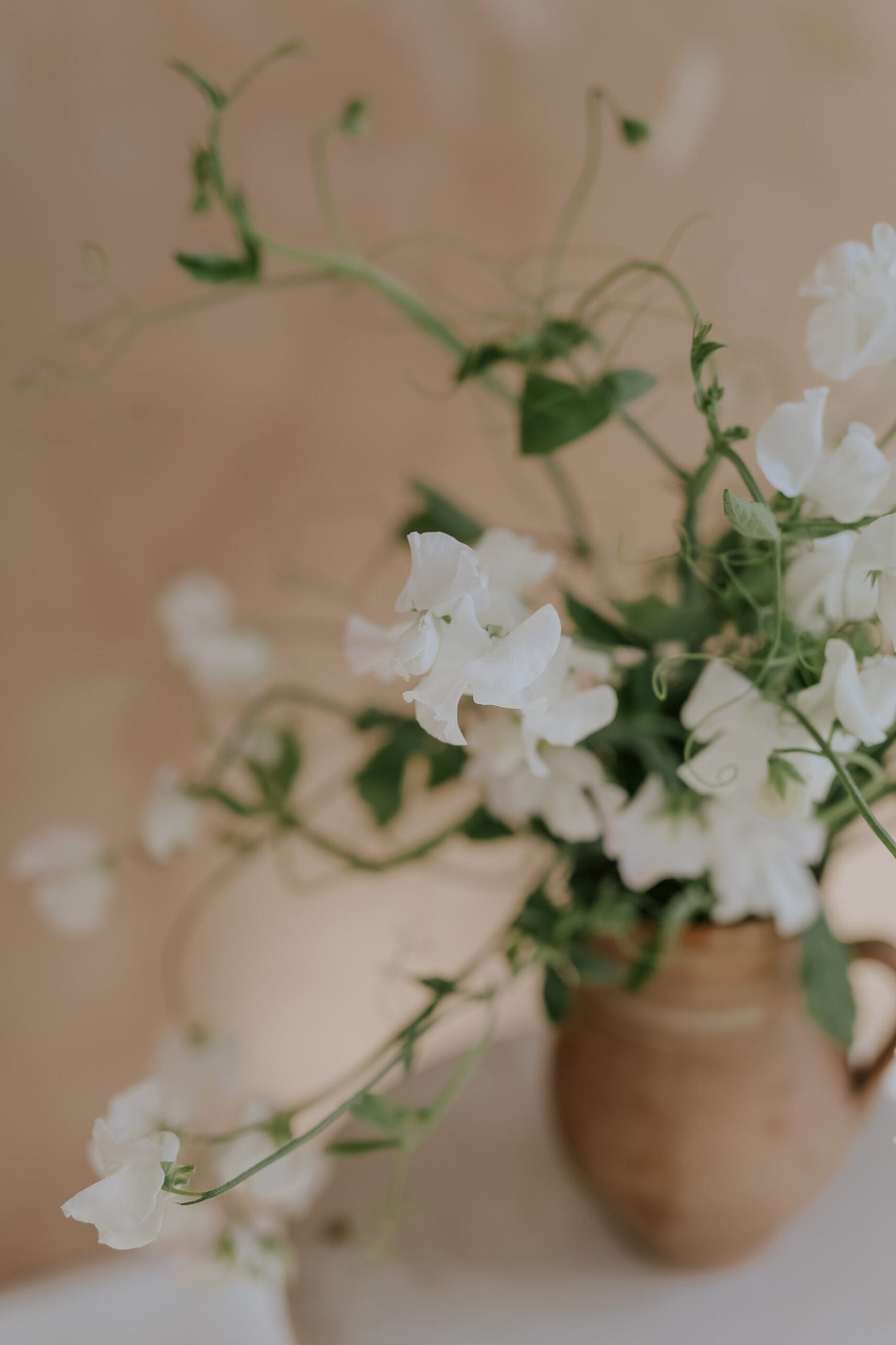 Sweet Pea - Royal Family White