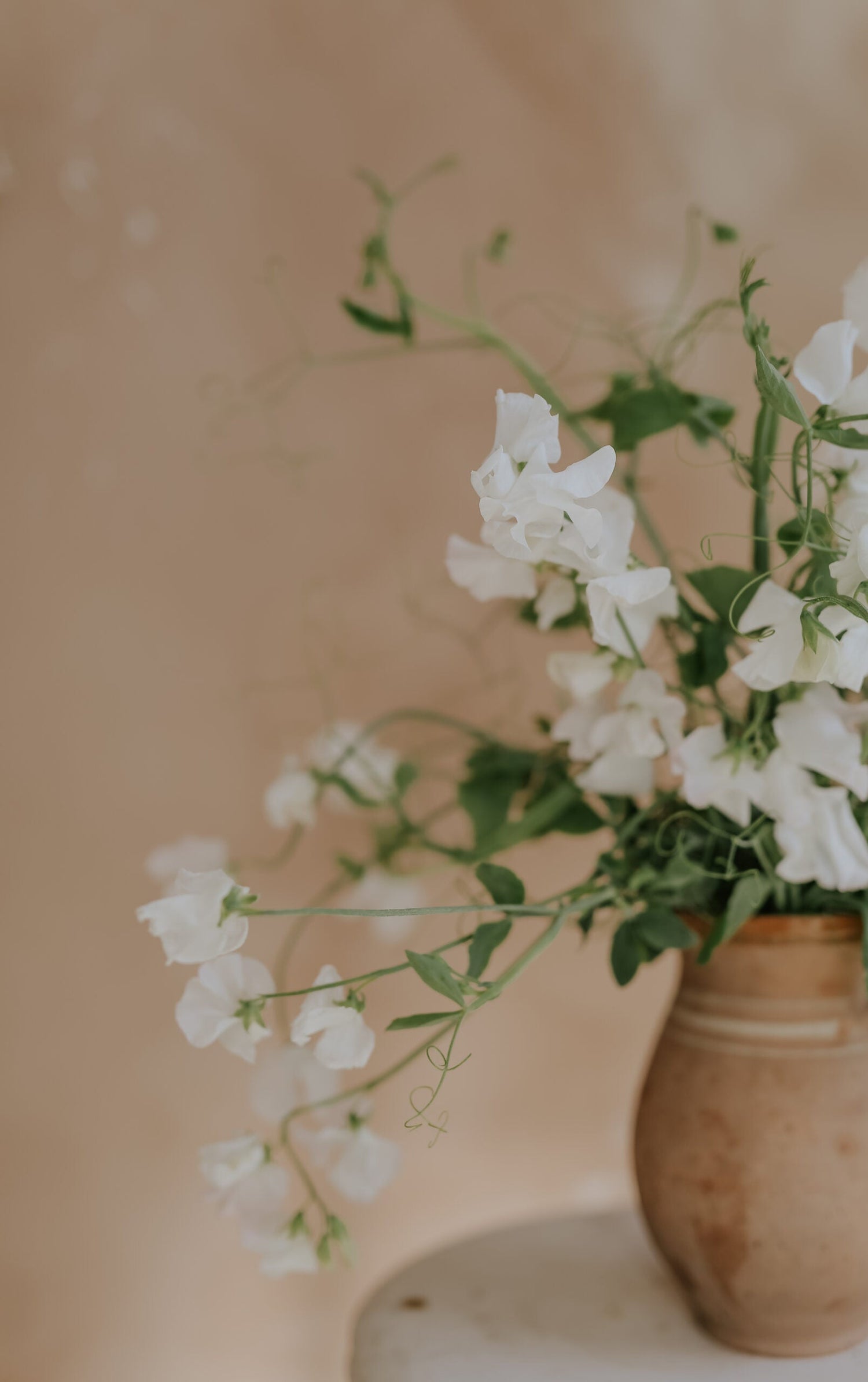Sweet Pea - Royal Family White