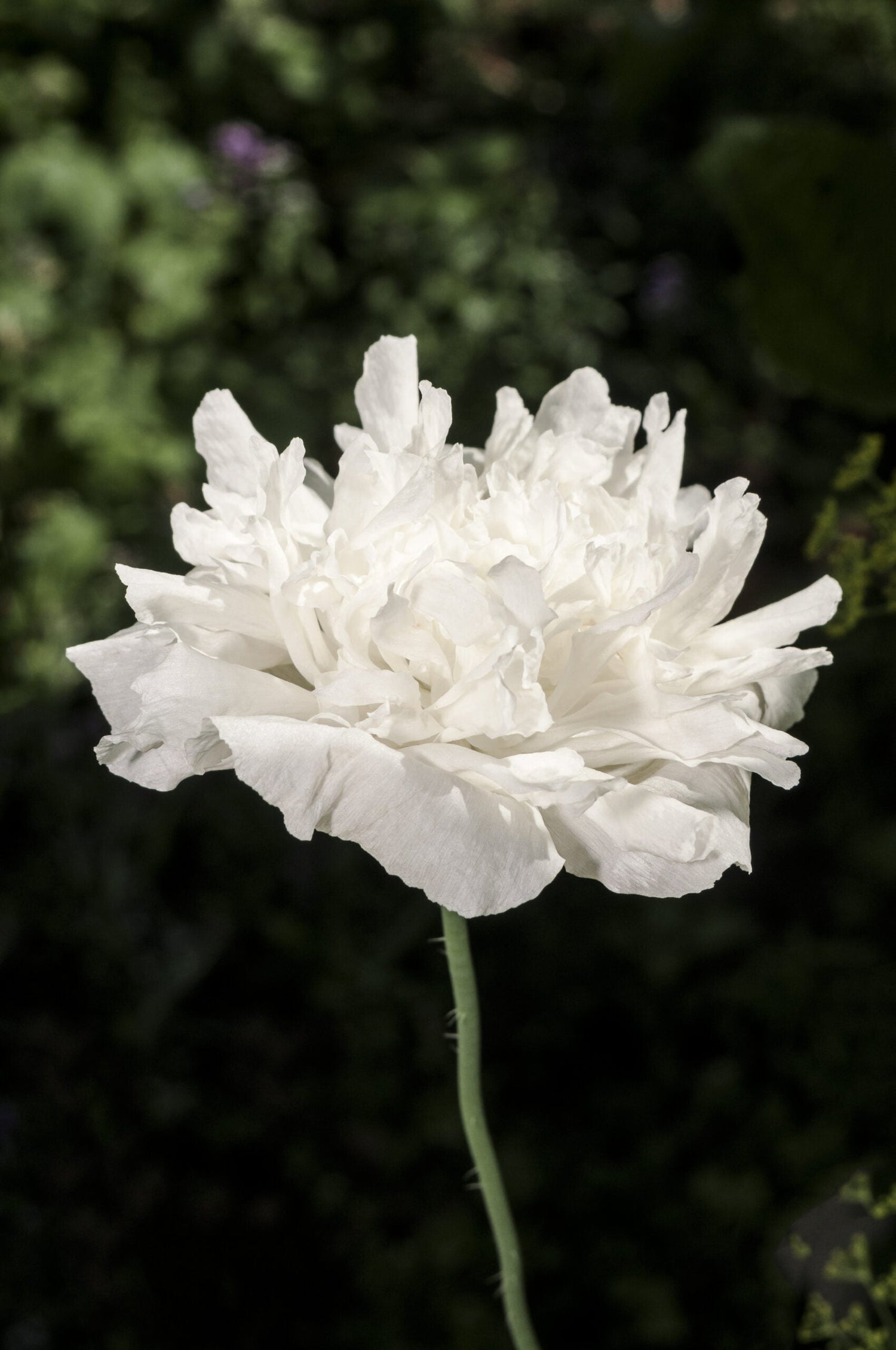 Opium Poppy - Double White