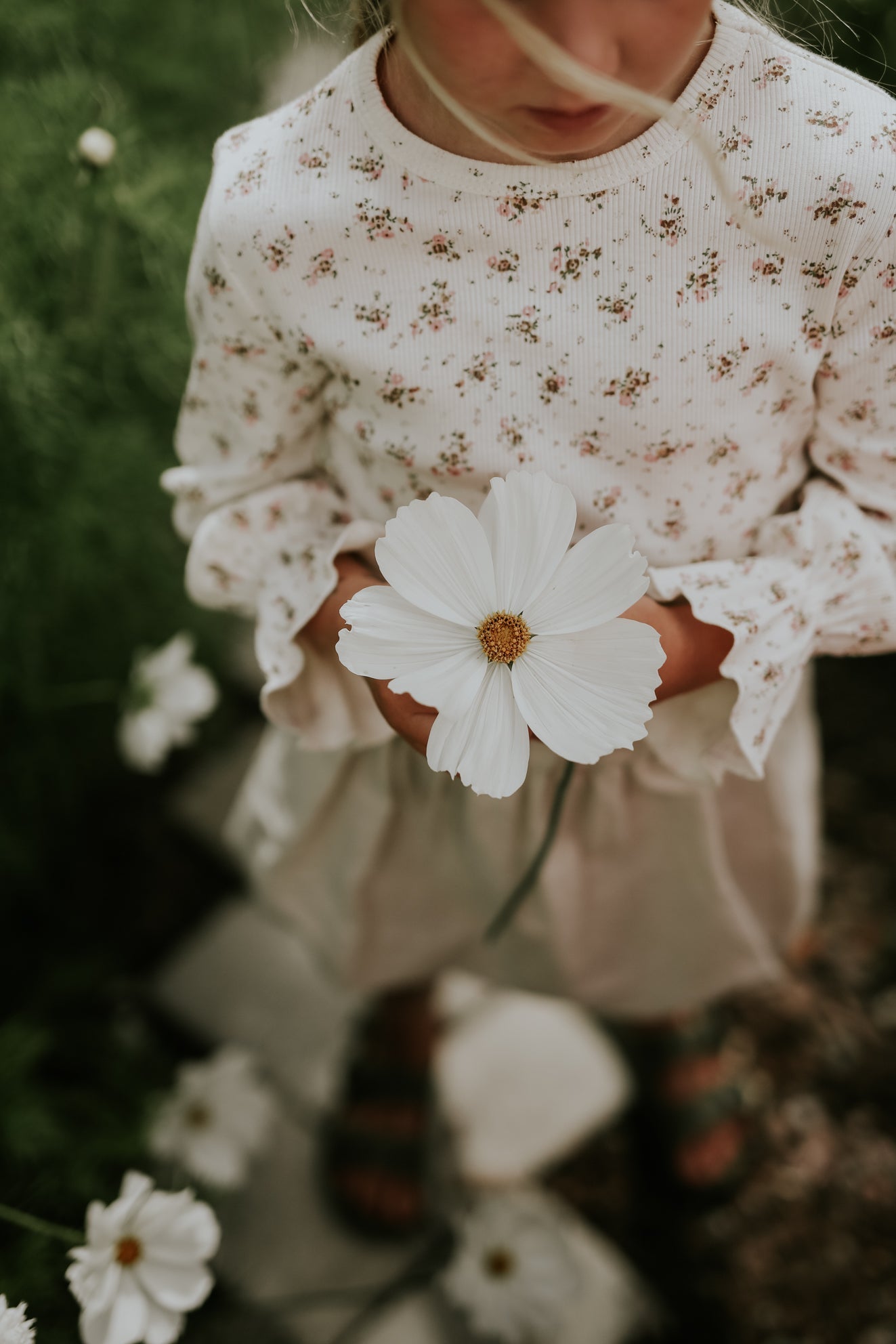 Rosenskära - Purity