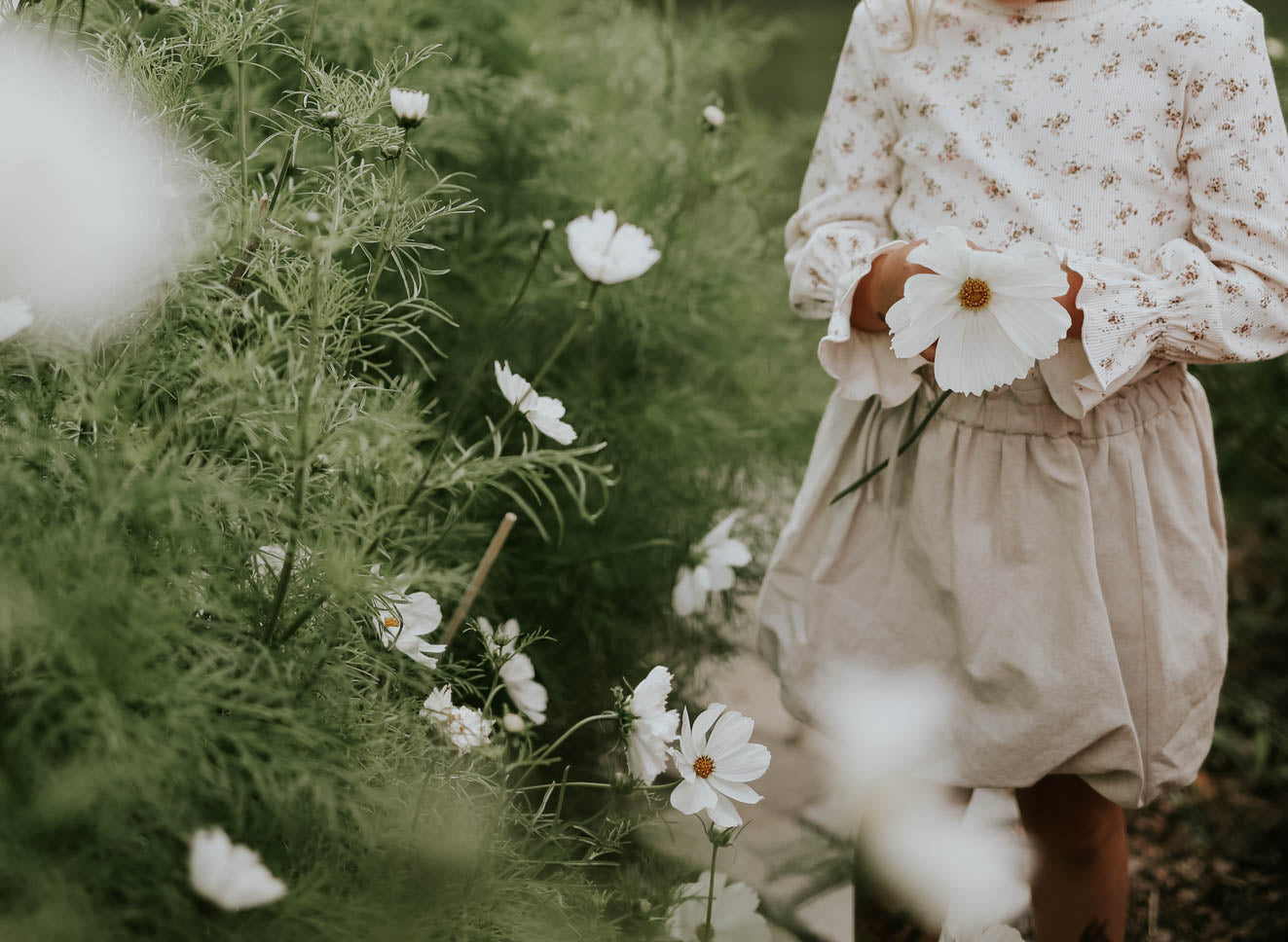 Rosenskära - Purity