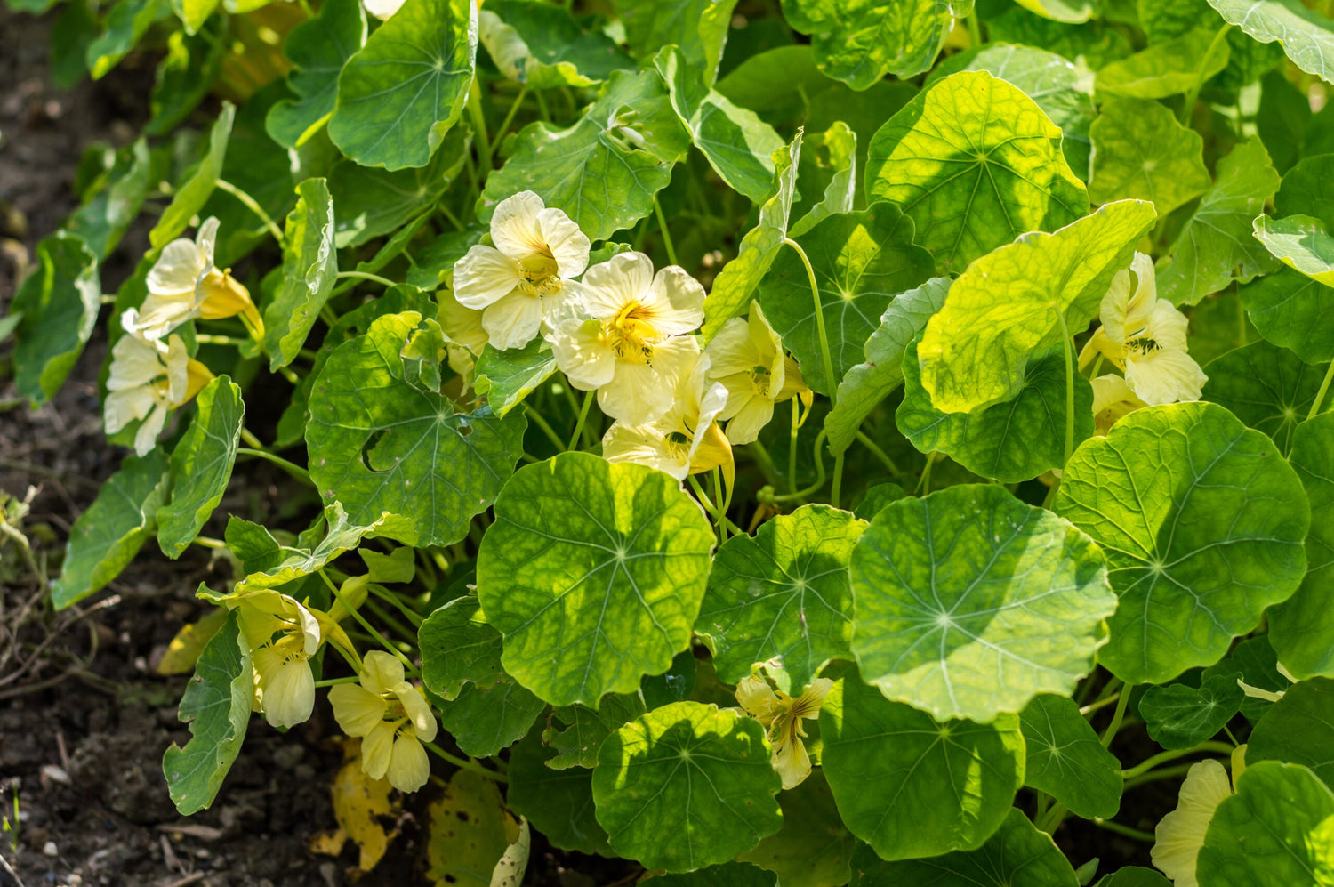 Slingerkrasse - Milkmaid