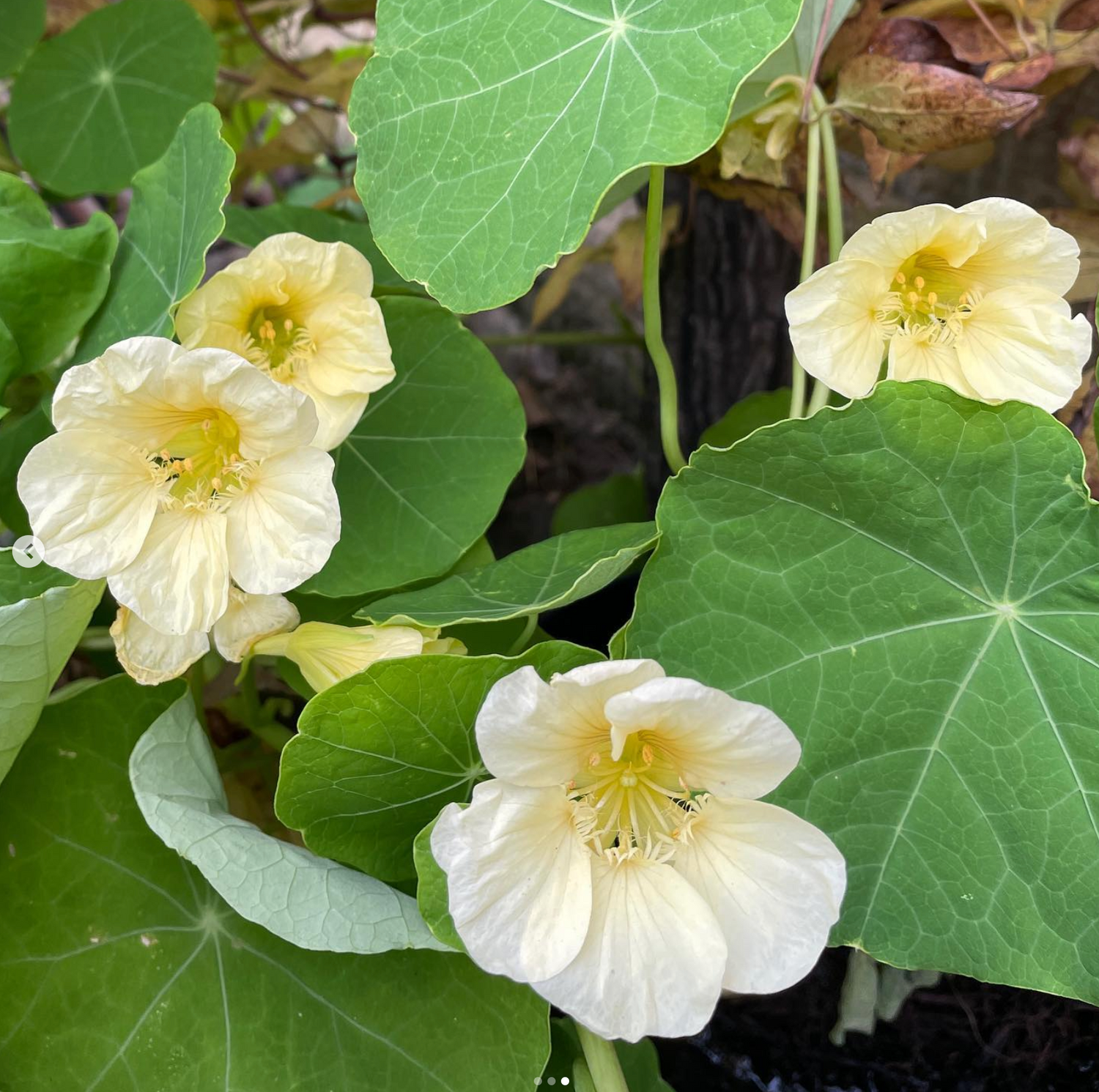 Slingerkrasse - Milkmaid