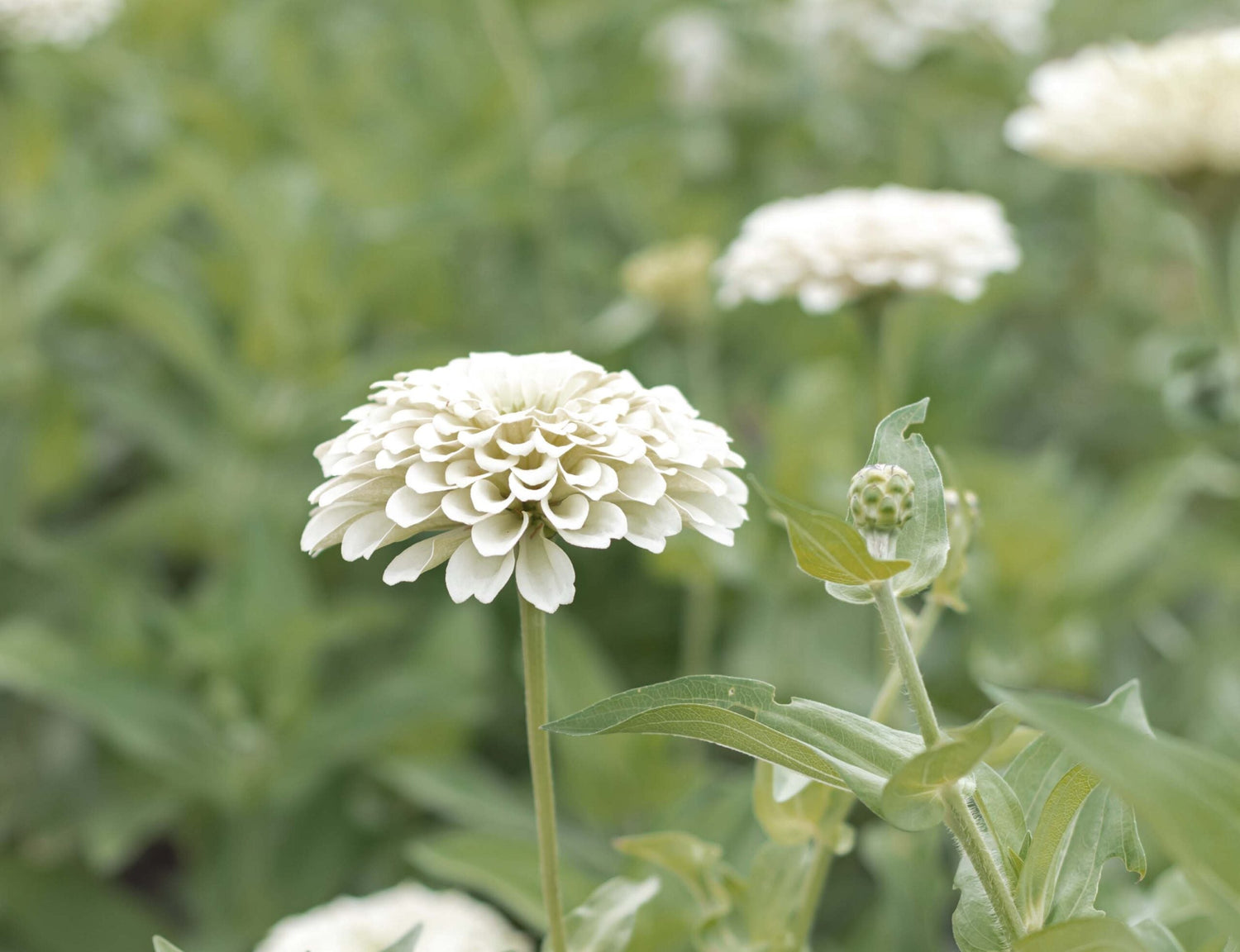 Zinnia - Dahl Flow Polar Bear