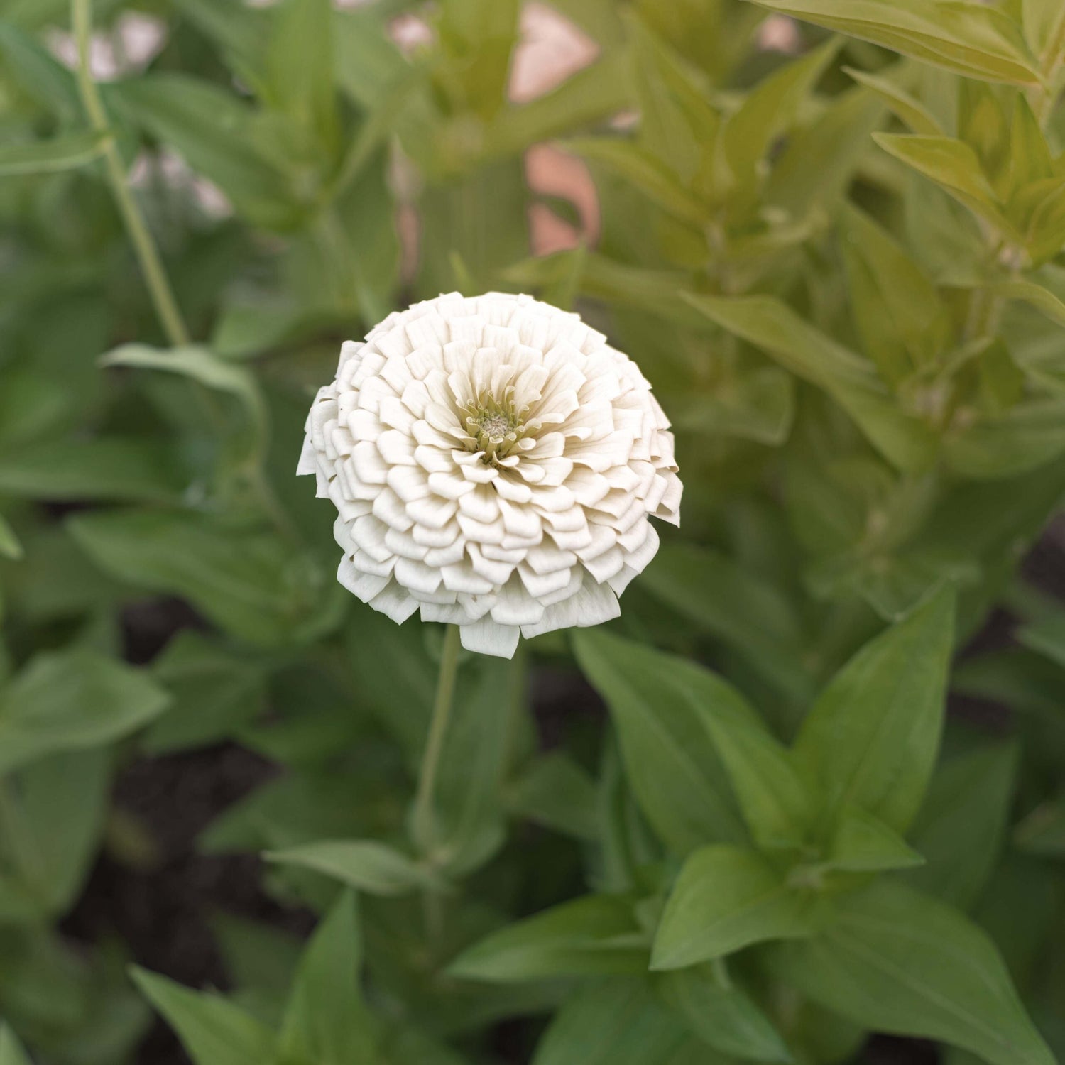 Zinnia - Dahl Flow Polar Bear