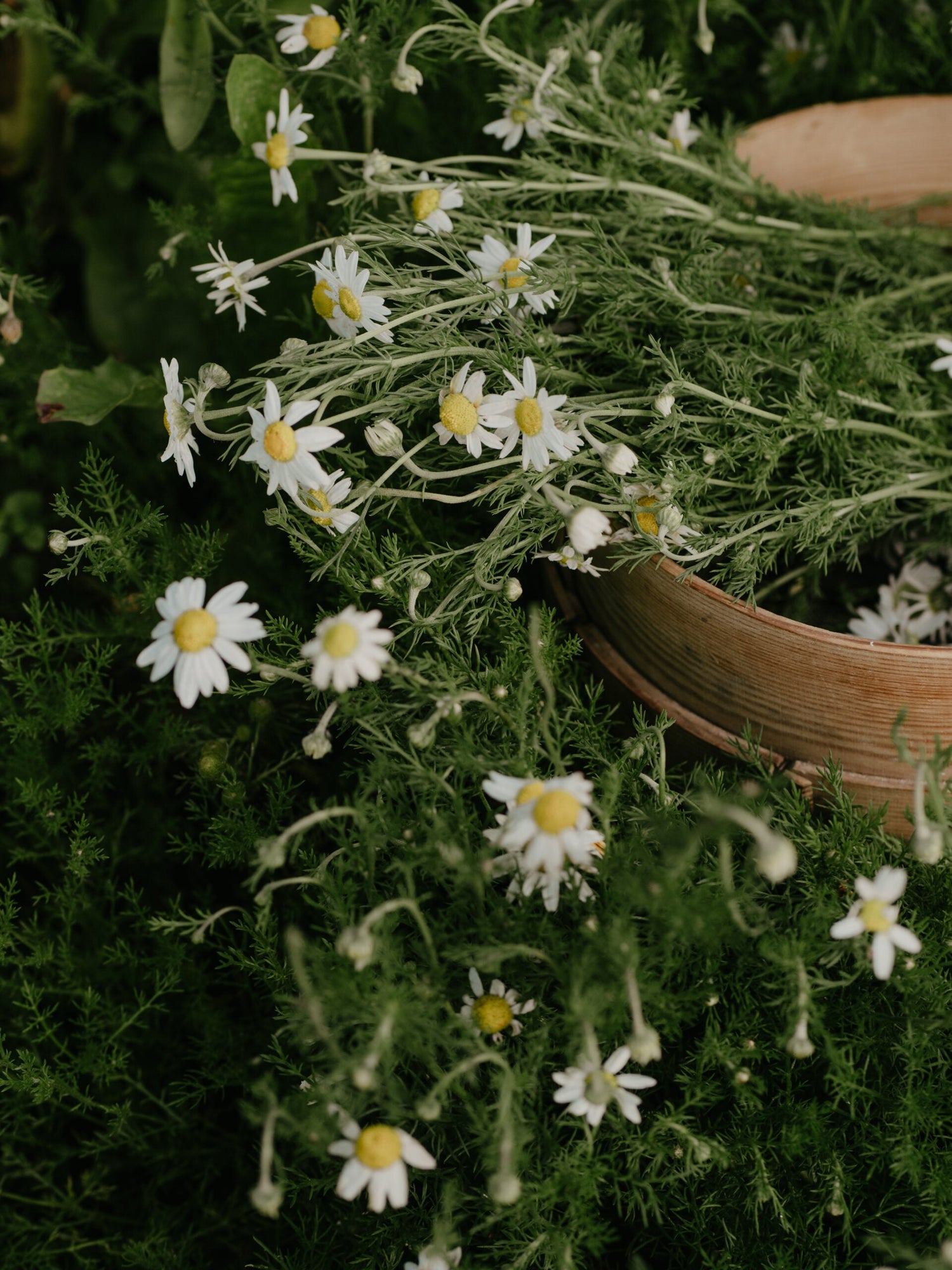 German Chamomile ECO