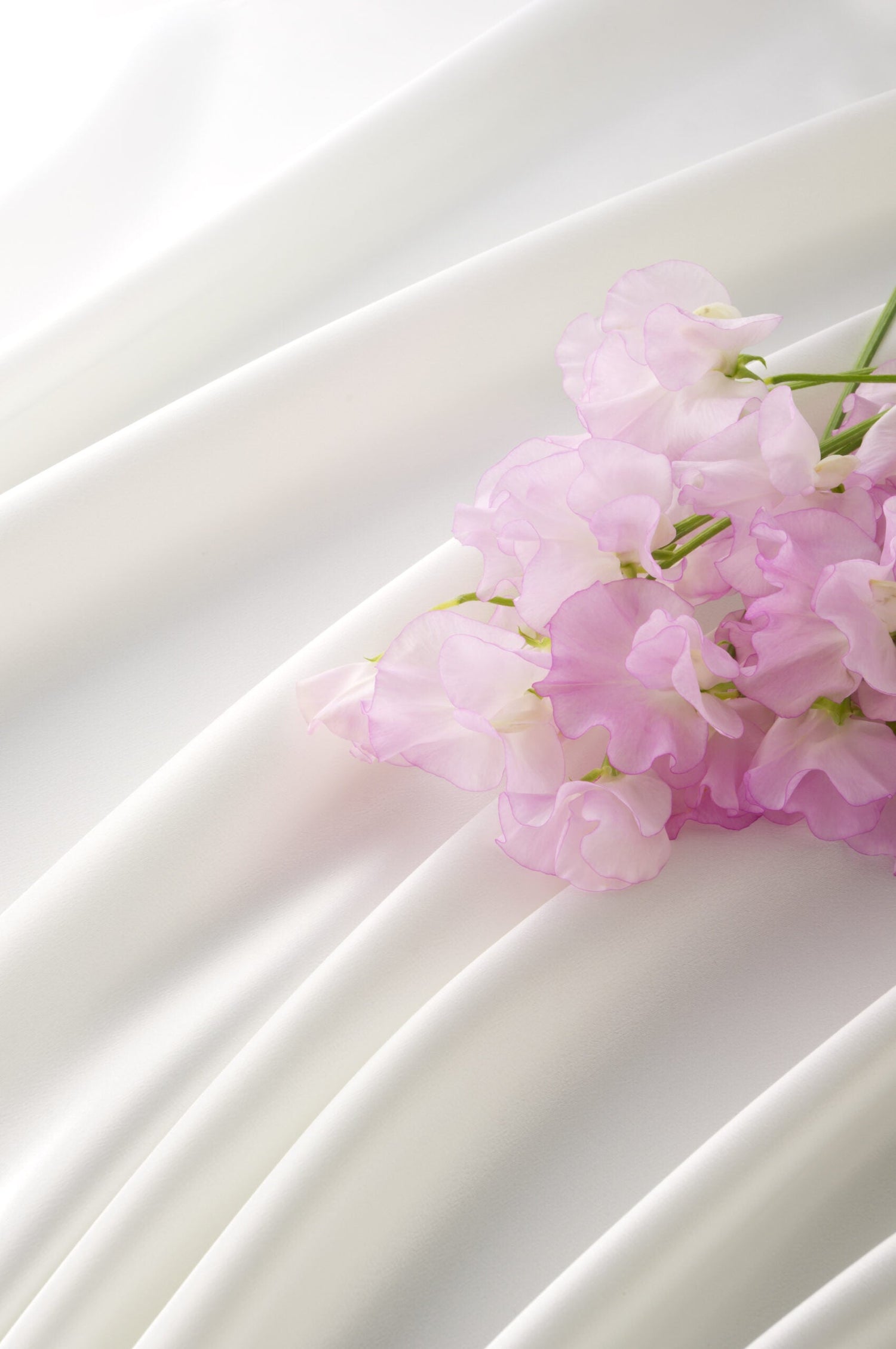 Sweet Pea - High Scent