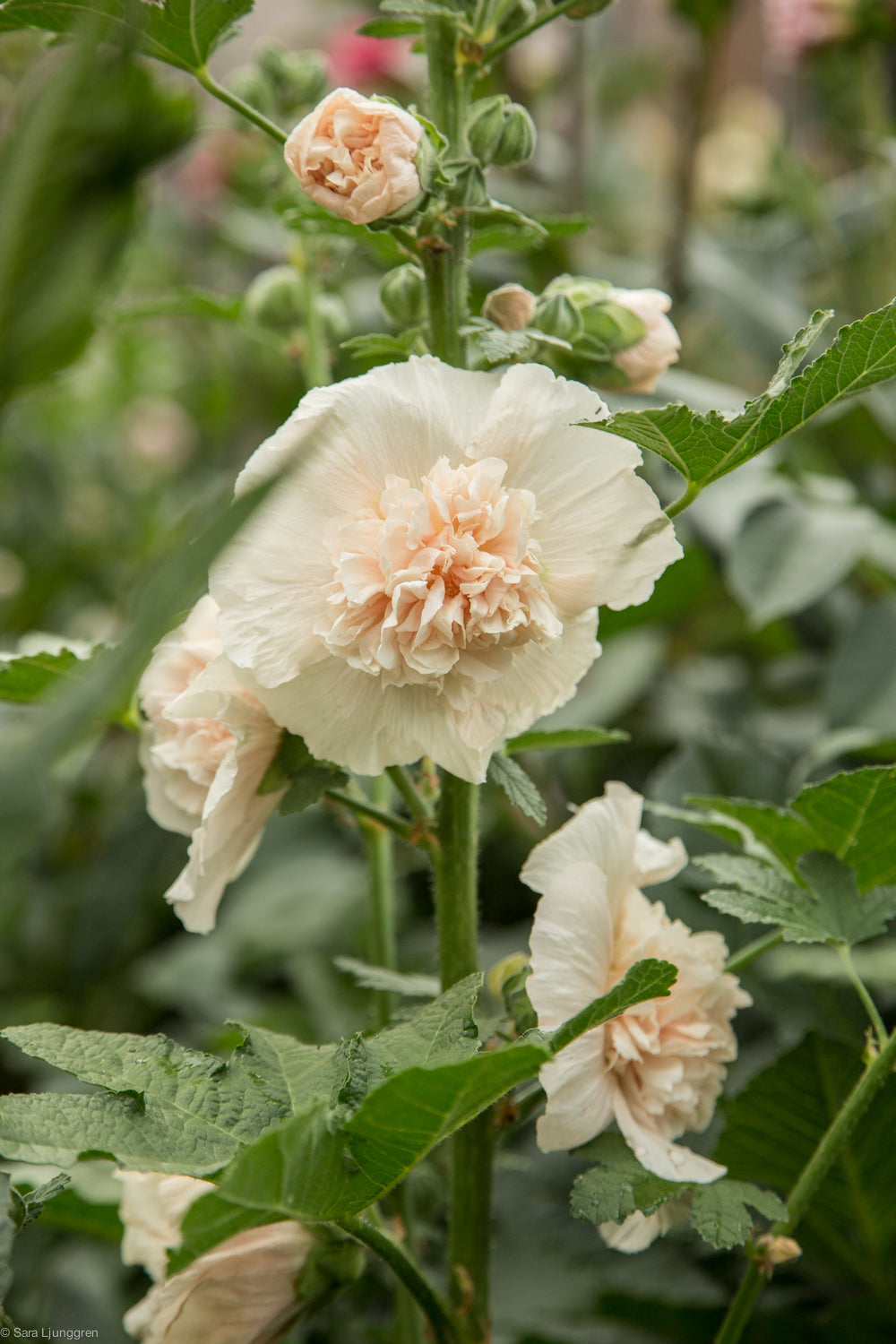 Stockros - Majorette double Champagne