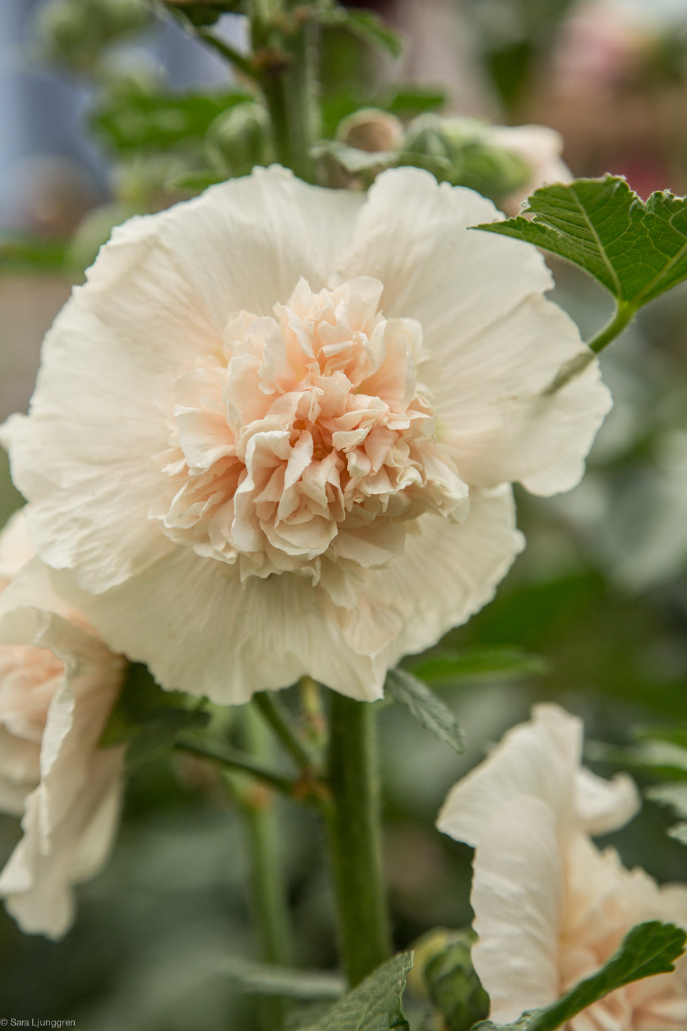 Stockros - Majorette double Champagne