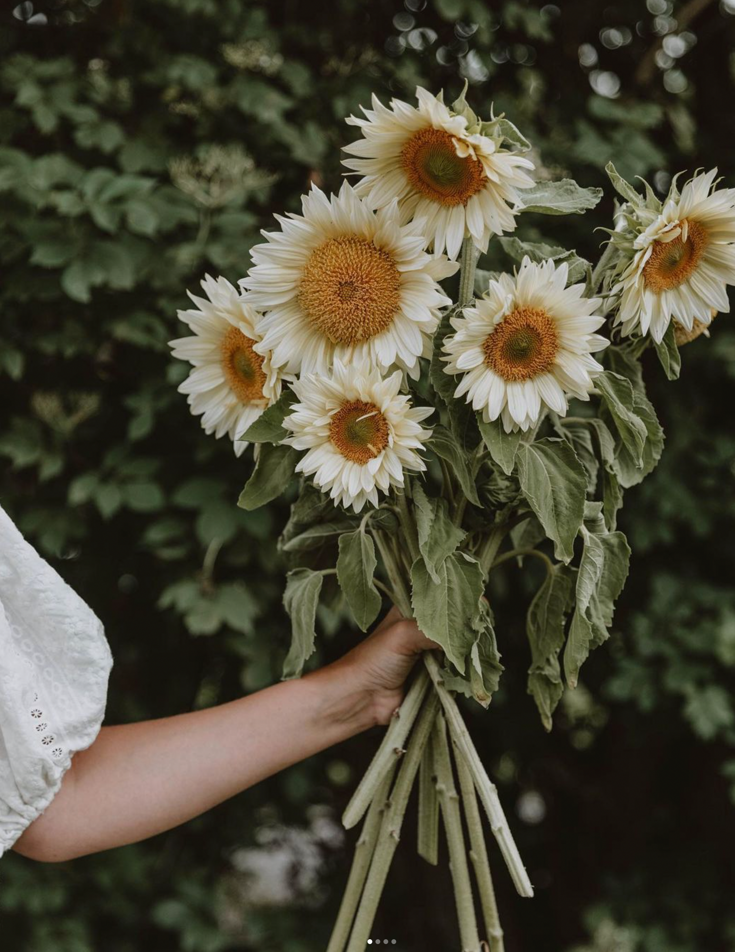 Solros - White Sun F1