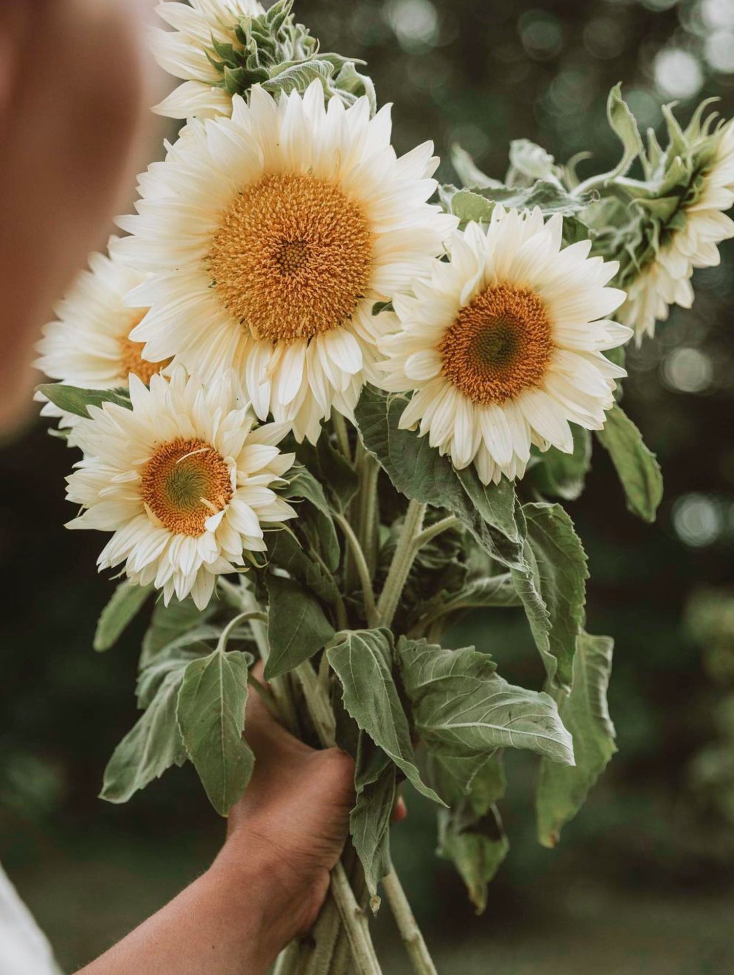 Solros - White Sun F1